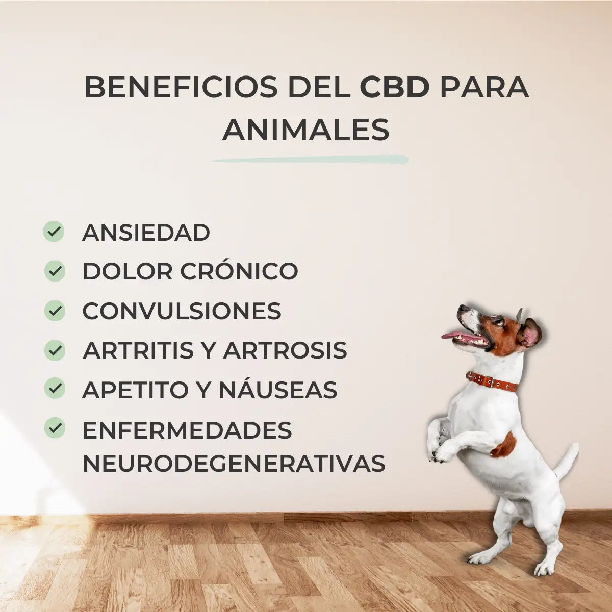 Feel Cocoa CBD-öljy 10 % koirille ja kissoille, 10 ml
