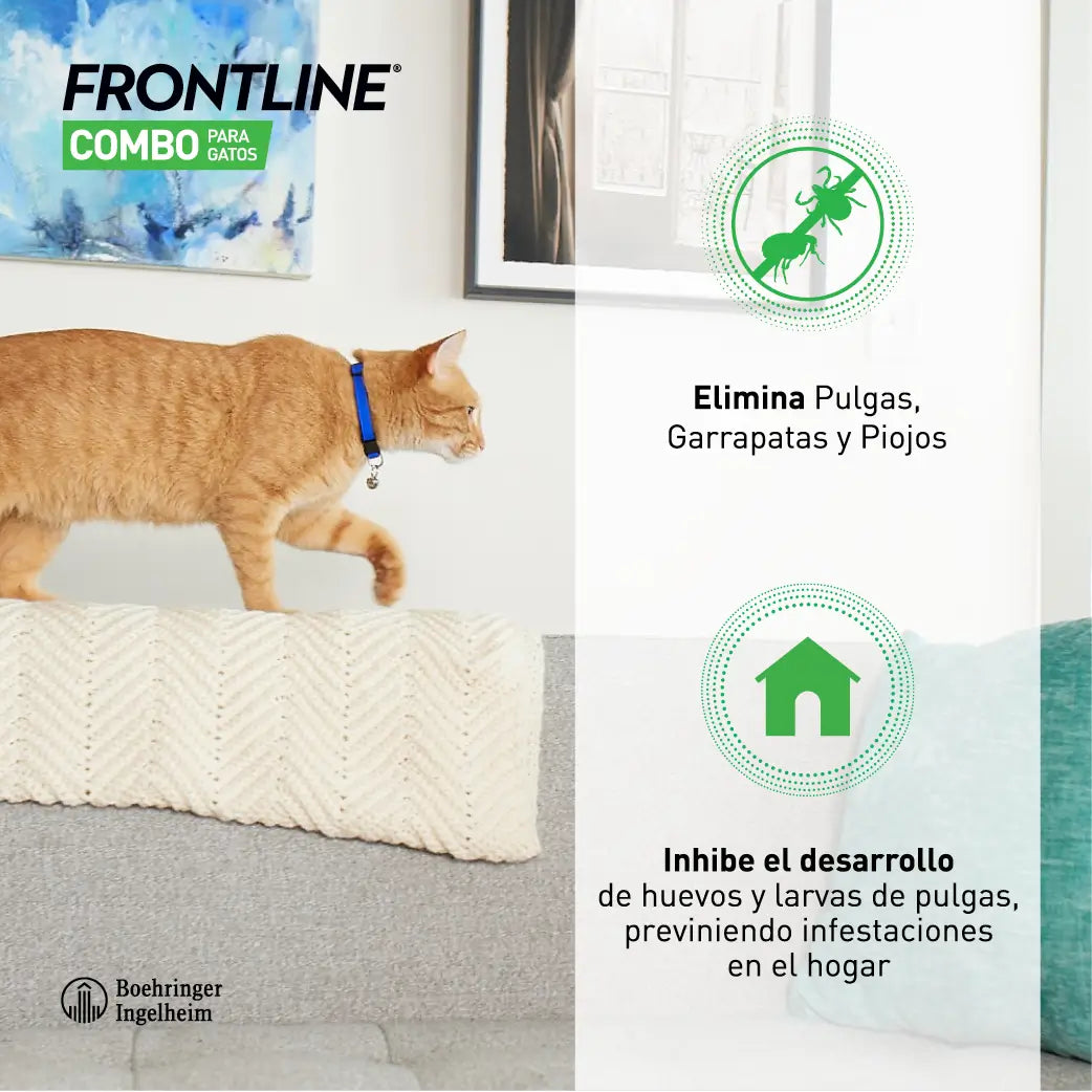 Frontline Combo -kissille ja furettille tarkoitettu Spot On -valmiste, 6 pipettia à 0,5 ml