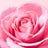 Nuxe Very Rose -huulivoide