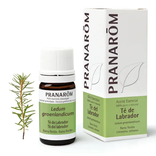 Pranarom Labrador Tea Essential Oil, 5ml
